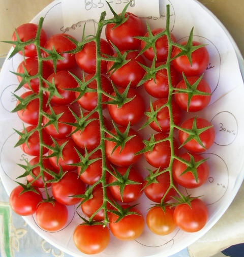 Cocktail Cherry tomato 853-538 p3